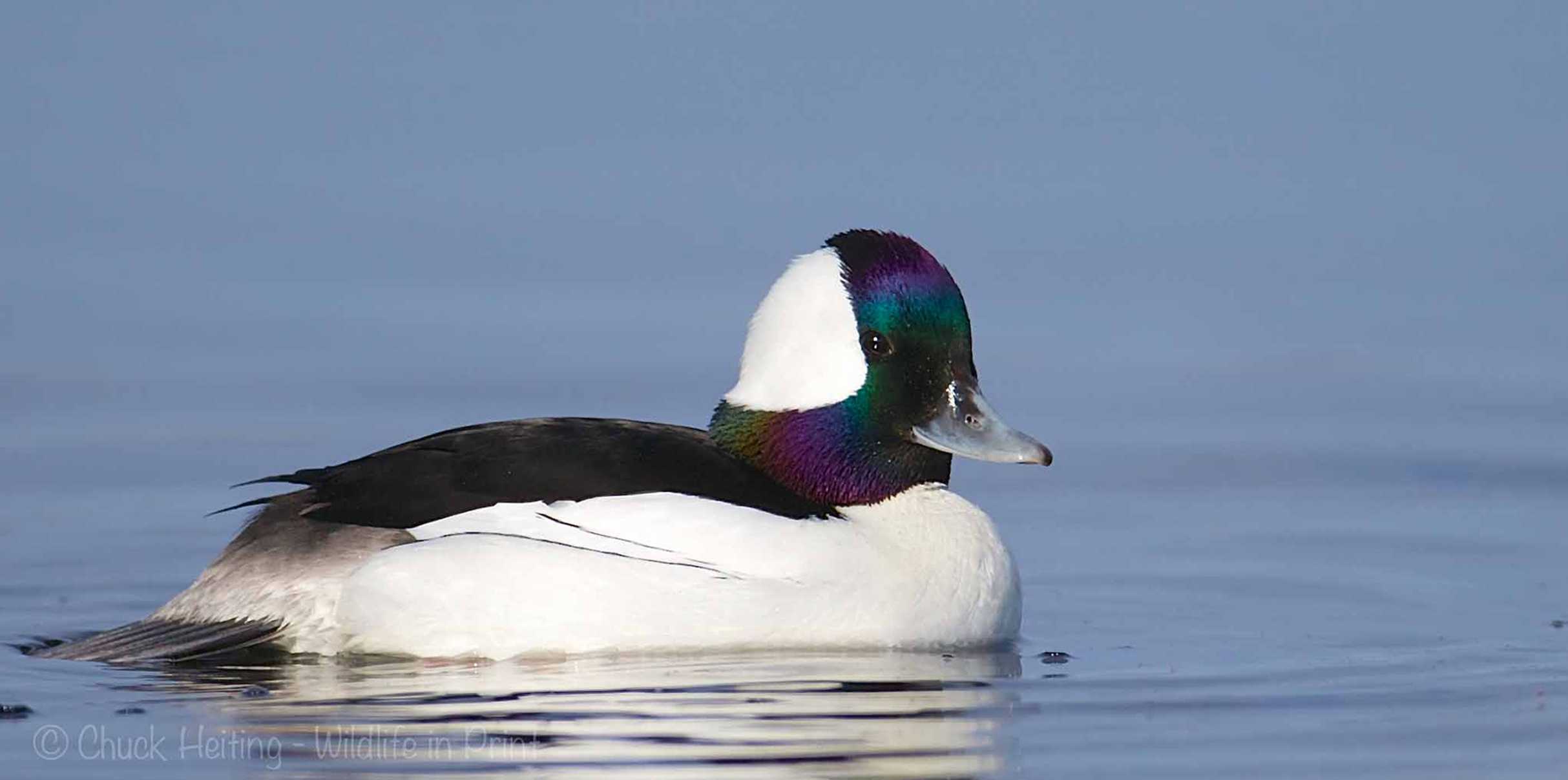A picture of a bufflehead duck. 