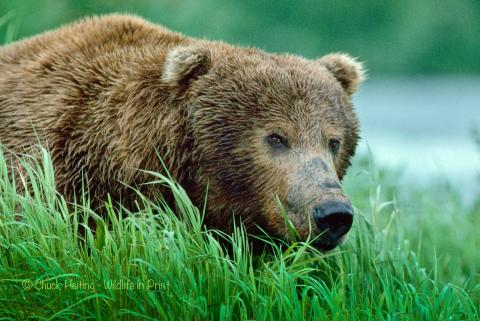 A bear walking in the tall grass. 