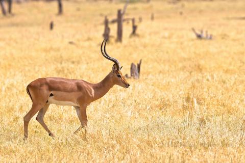 Impala on the plain. 