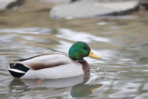 Mallard duck. 