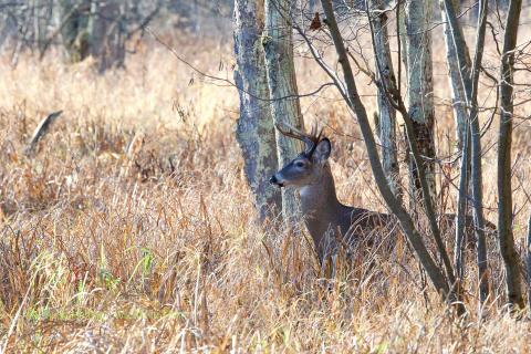 A deer hidden by trees. 