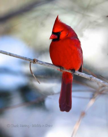 Cardinal in the snow. 