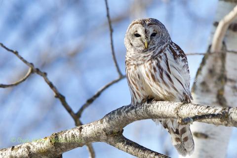 Barred owl in a tree. 