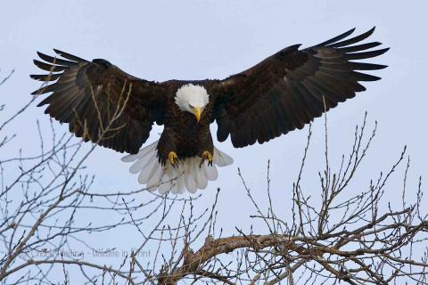 Eagle landing. 