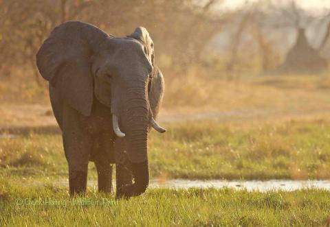 Elephant. 