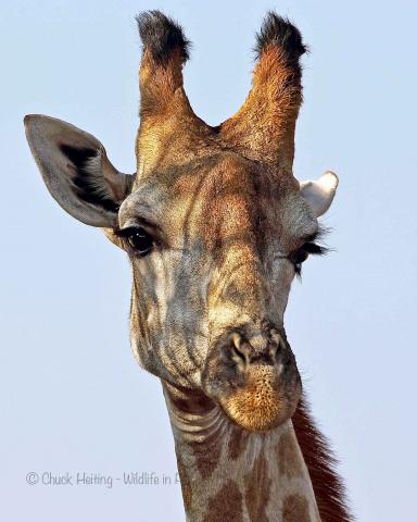 giraffe. 