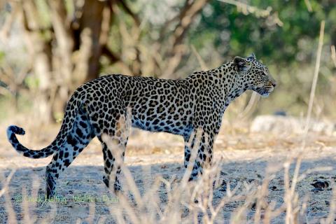 Leopard. 