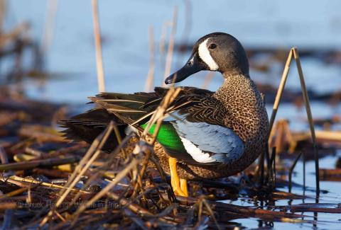 Blue wing teal.