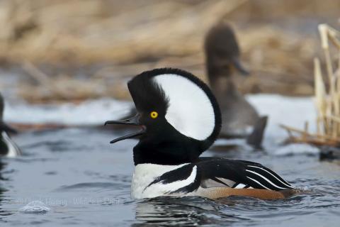 Hooded Merganser