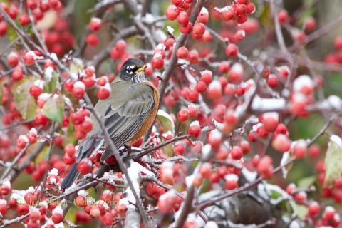 Robin in berries. 