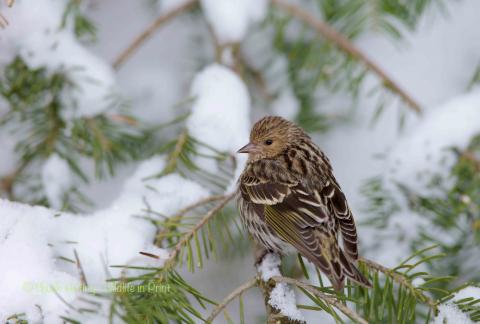 Pine Siskin. 
