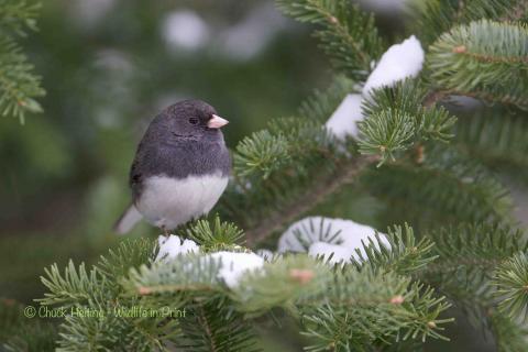 Dark-eyed Junco. 
