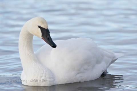 Trumpeter swan. 