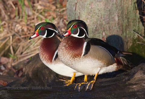 Wood ducks. 