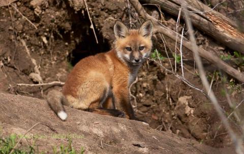 Fox pup by the den. 