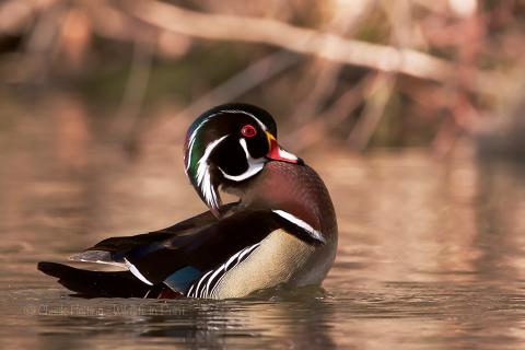 Wood duck. 