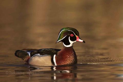 Wood duck. 