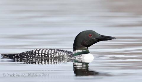 Loon. 