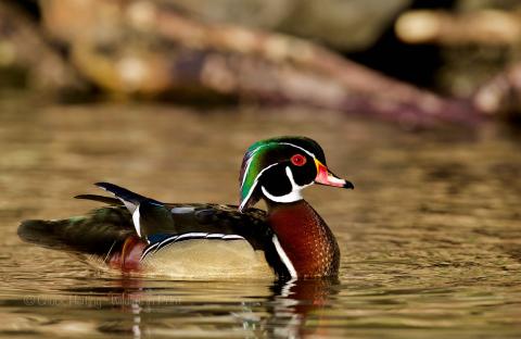 Wood duck. 