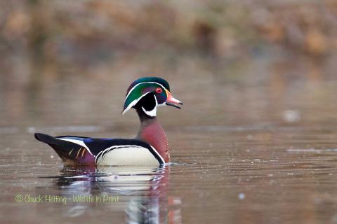 Wood Duck calling. 