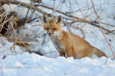 Fox in the snow. 