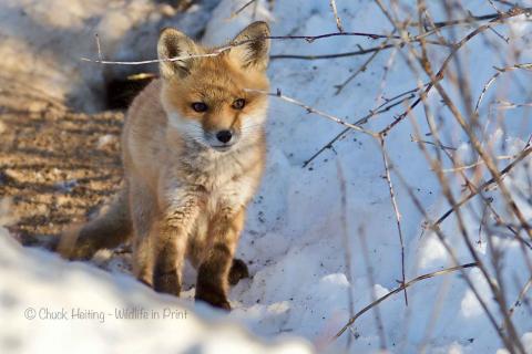 Fox in the snow. 
