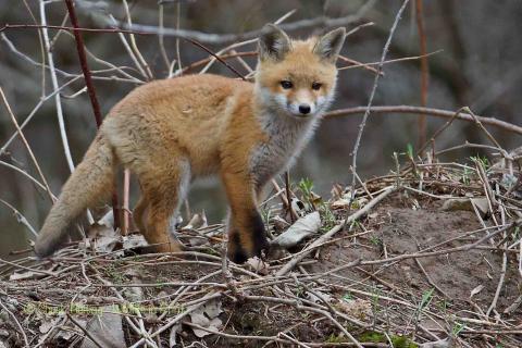 Young lady fox. 
