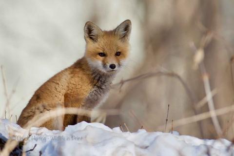 Fox in the snow. 