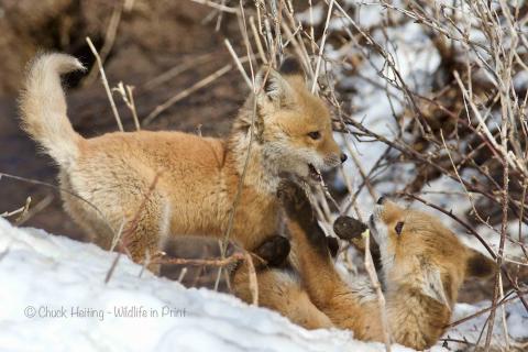 Foxes in the snow. 