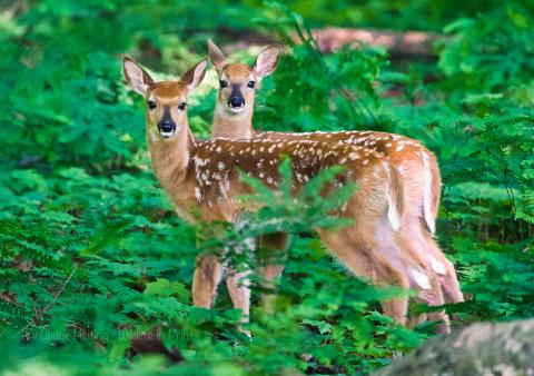 deer fawns. 