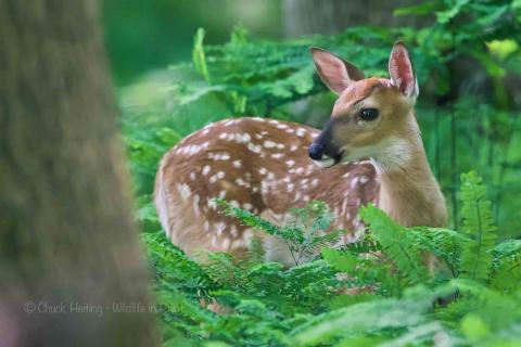 deer fawn. 