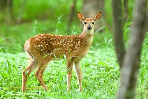 deer fawn. 