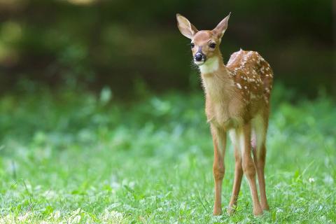 Deer. 