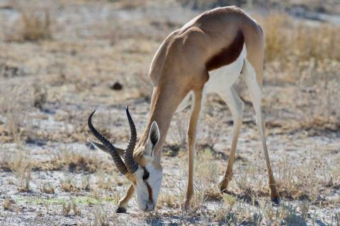 Springbok. 