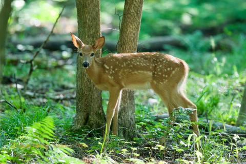 Deer fawn. 