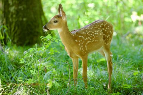 Deer fawn. 