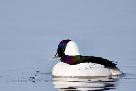 Bufflehead in morning light. 