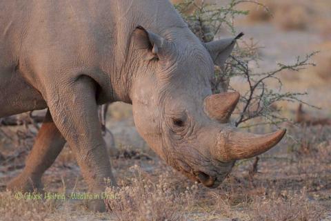 Rino. 