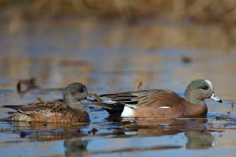 Widgeon ducks. 