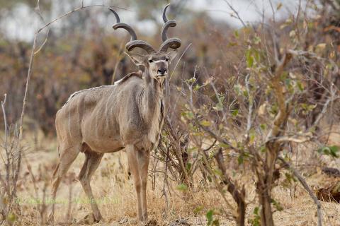 Kudu. 