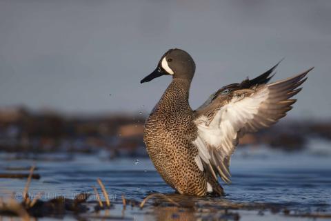 Blue wing teal flapping. 
