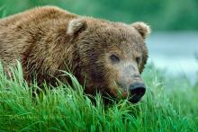 A bear walking in the tall grass. 