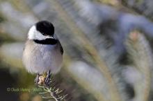 Chickadee in the trees. 