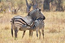 Zebras on the plain. 
