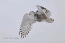 Snowy owl in flight. 