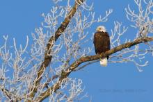 Eagle in a tree. 
