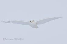 Snowy owl in flight. 