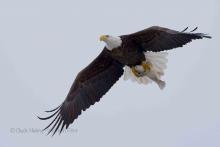 Eagle flying with fish