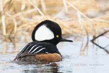 Hooded Merganser