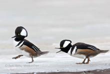 Hooded Mergansers. 